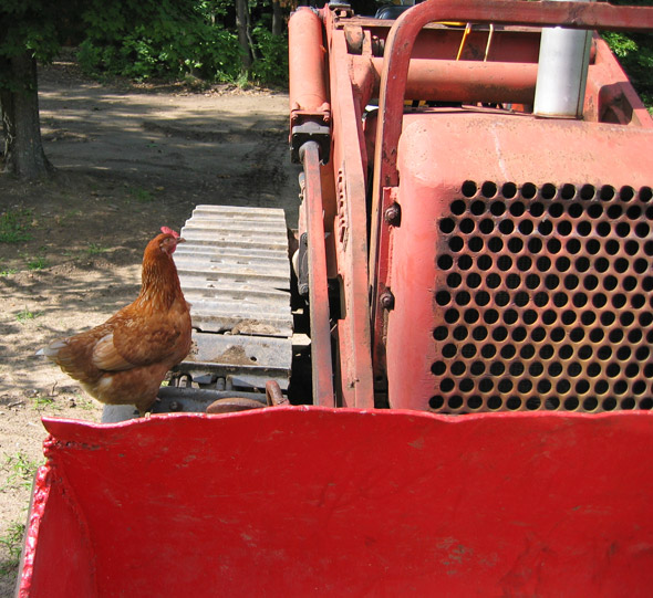 curious chicken on bulldozer